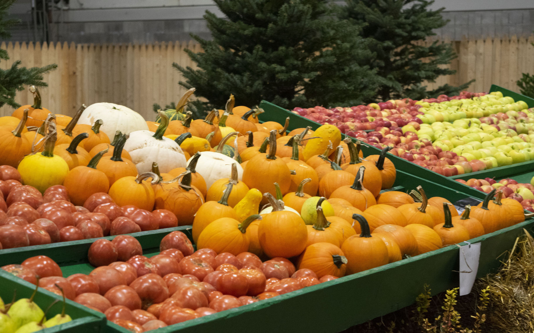 Horticulture Show, Pumpkins and Apples